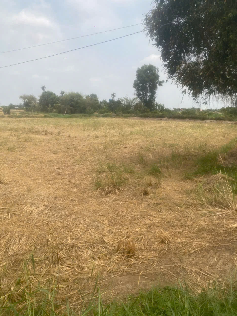 Cần bán 200 đất lúa khu vực cần đước long an