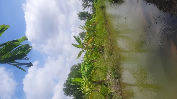 4.500m² đất lúa có sẵn hàng rào kiên cố đã lên líp mương ao trồng cây thích hợp làm vườn,xe hơi tới đất,được lên thổ 100%.11 tỷ