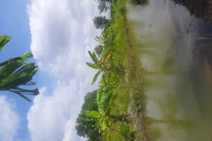 4.500m² đất lúa có sẵn hàng rào kiên cố đã lên líp mương ao trồng cây thích hợp làm vườn,xe hơi tới đất,được lên thổ 100%.11 tỷ