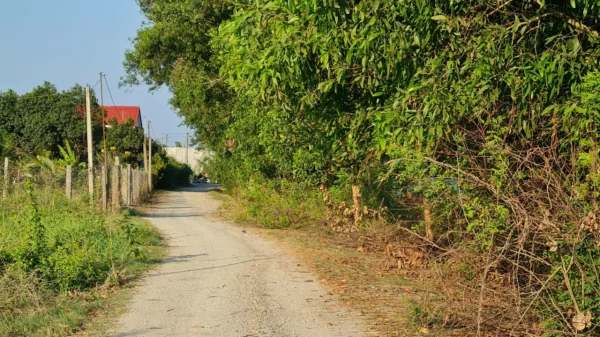 Đất lúa sạch