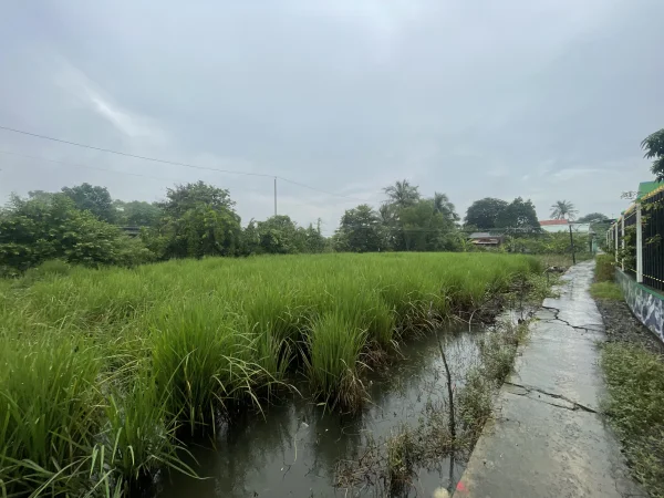 1000 Lúa phù hợp chuyển ont đường 4m