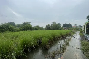 1000 Lúa phù hợp chuyển ont đường 4m