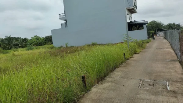 Cần bán 1716m đất trong lúa 2 mặt tiền lộ 3m