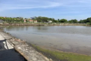 Bán 1.800m² Đất Ruộng Phước Lý Cần Giuộc Long An