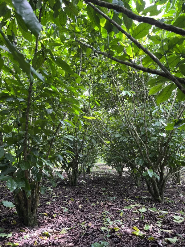 Bán gấp 1 ha đất cà phê tại Lộc Phát - Bảo Lộc