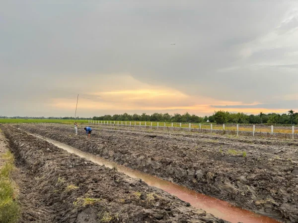 Đất lúa vị trí đẹp sát cổng chào Bến Lức, giá mềm 2tr/m2 – Sổ sạch