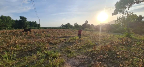 bán đất CLN tại Hàm Cần HTN Bình Thuận (nay là xã Hàm Thạnh)