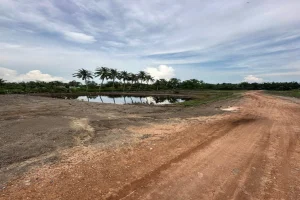 Bán 2024 mét lúa Lương Hoà Bến Lức1,7ty/1000