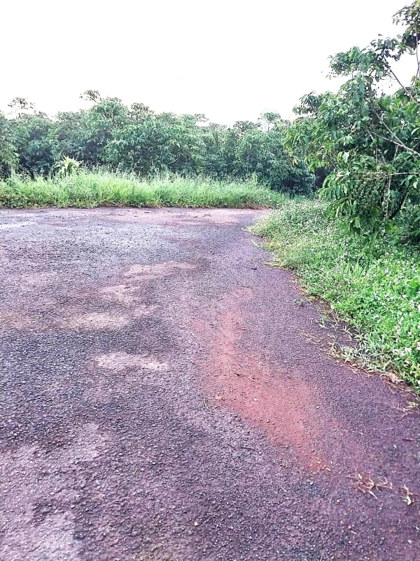 Bán gấp 5 sào đất cà phê tại Lộc Phát - Bảo Lộc